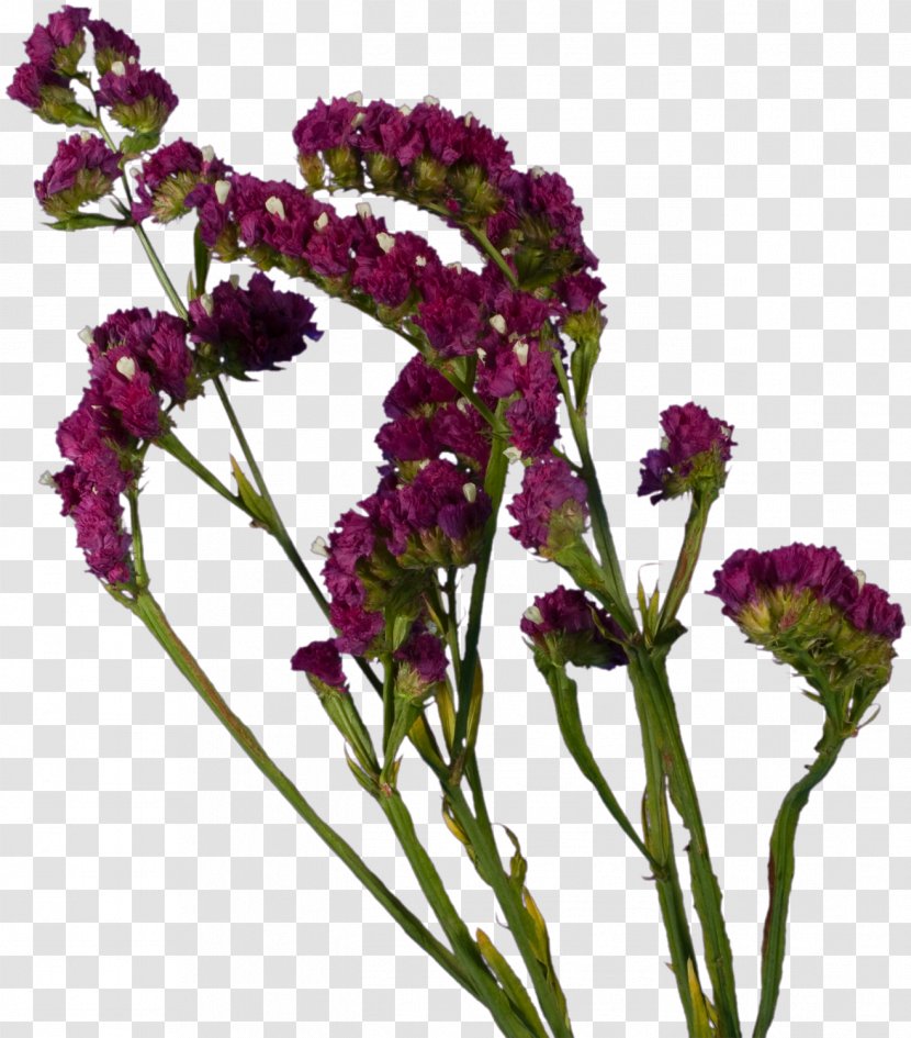 Cut Flowers Lavender Plant Violet - Amaranth Family - Spring Transparent PNG