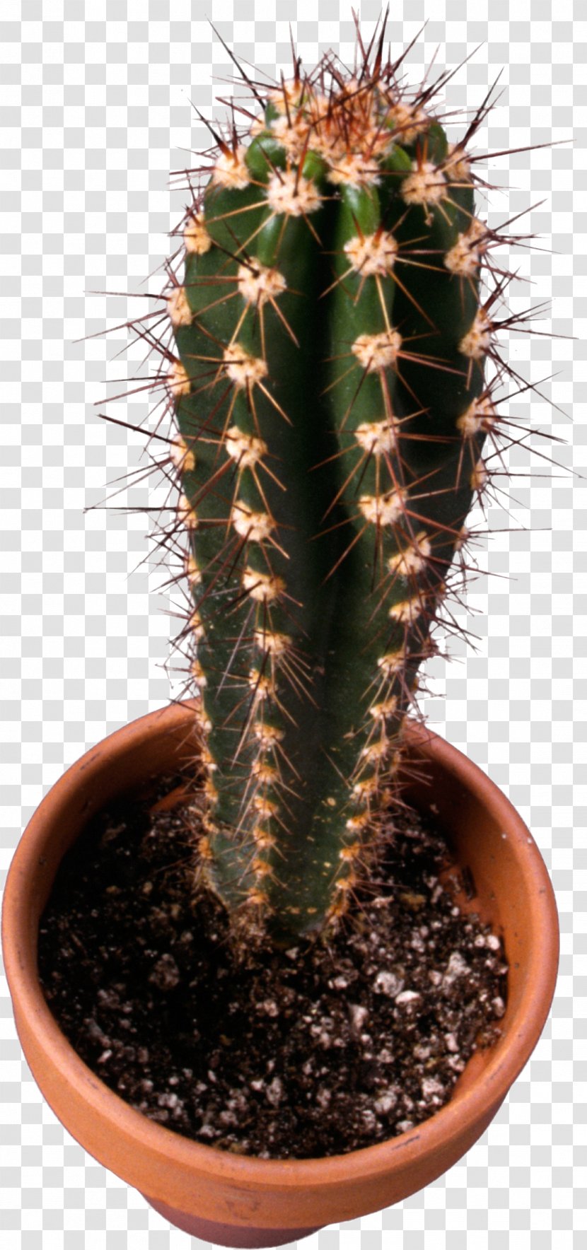 Cactaceae Mexican Cuisine Cactus Taqueria, Albany, CA Thorns, Spines, And Prickles Succulent Plant - Houseplant - Image Transparent PNG