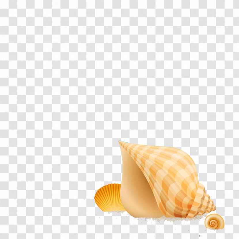 Seashell Clip Art - Beautiful Conch Transparent PNG