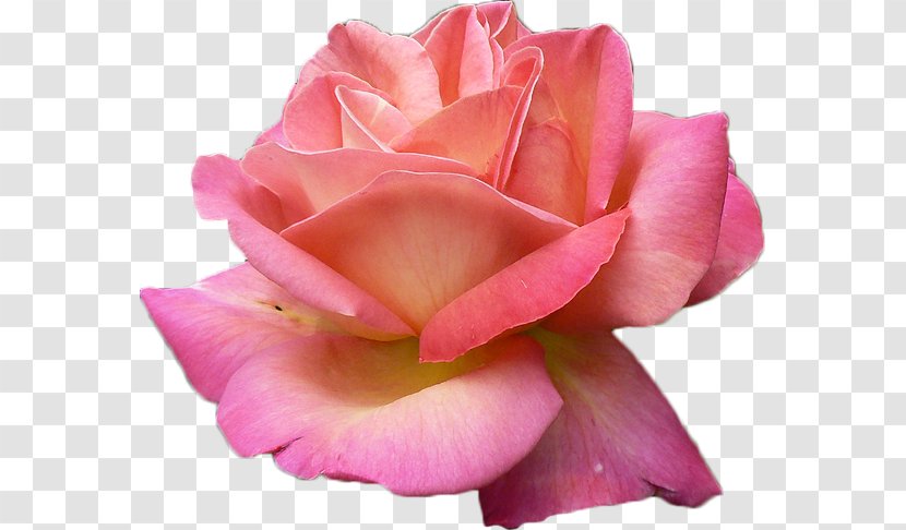 Rose Pink Flowers - China Transparent PNG
