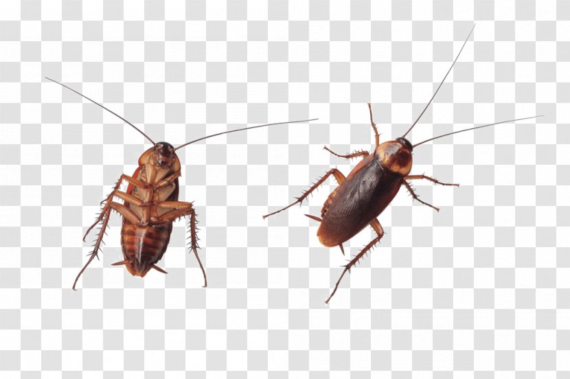 Cockroach Stock Photography Royalty-free Image - Arthropod Transparent PNG