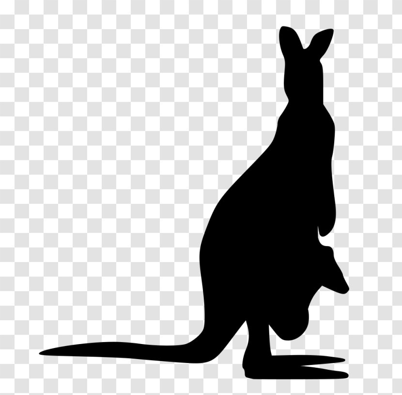 Kangaroo Cartoon - Drawing - Wildlife Hare Transparent PNG