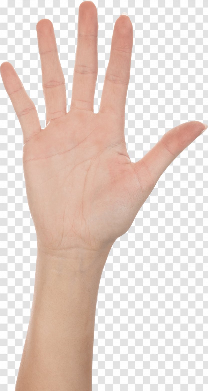 Thumb Hand Model Nail Glove - Language - Hands Image Transparent PNG