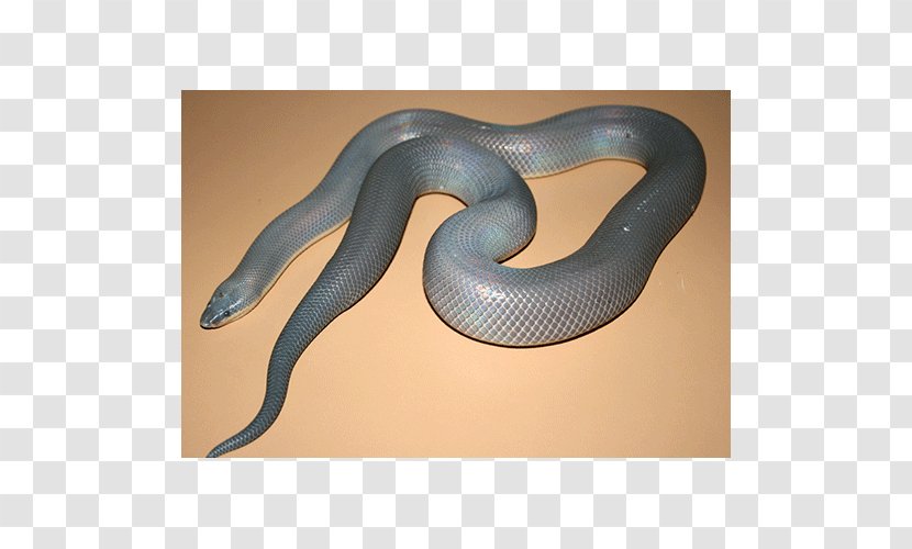 Snake Vipers Boa Constrictor Loxocemus Python - Family Transparent PNG