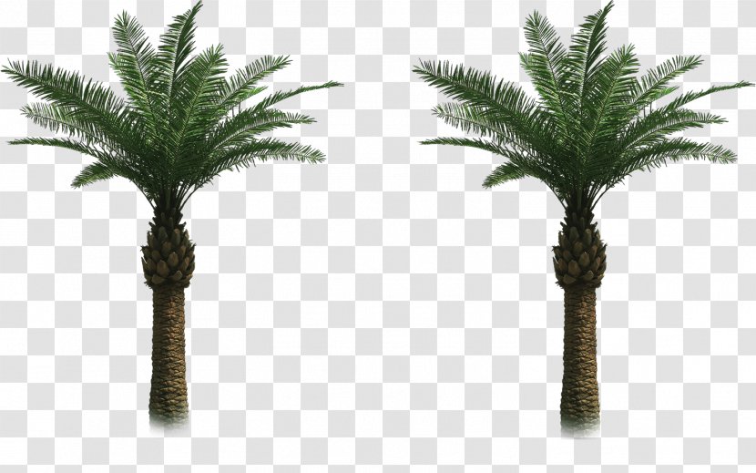 Arecaceae Tree Date Palm Clip Art - Elaeis Transparent PNG