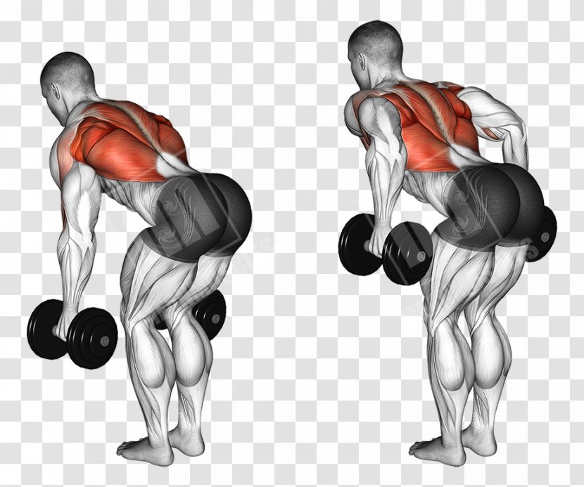 Bent-over Row Dumbbell Fly Exercise - Flower Transparent PNG