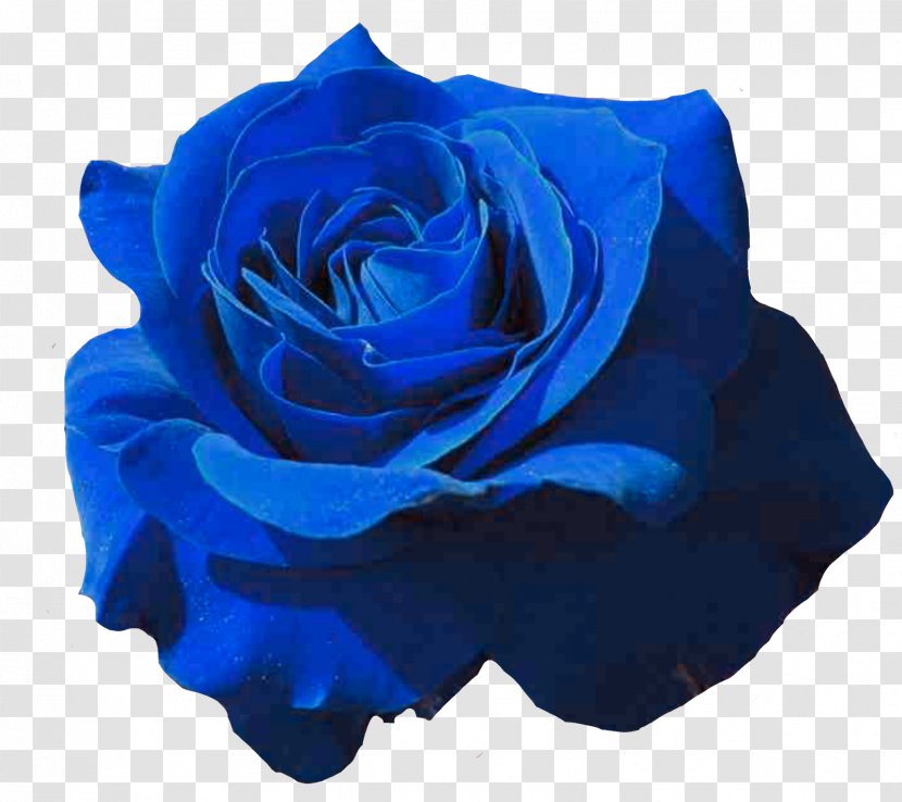Garden Roses Blue Rose Petal Black - Plant Transparent PNG