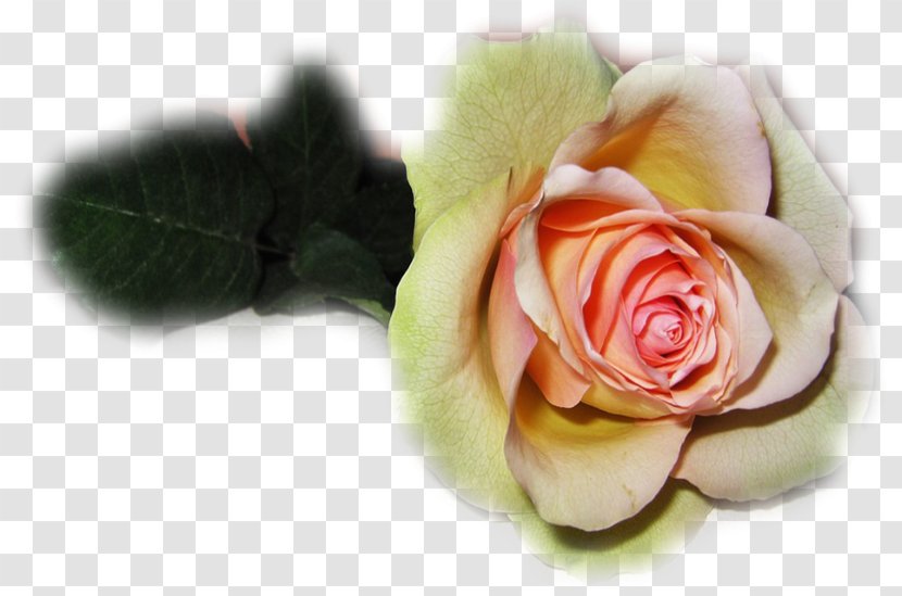 Garden Roses Gift Wedding Love Last Tears - Marriage Transparent PNG