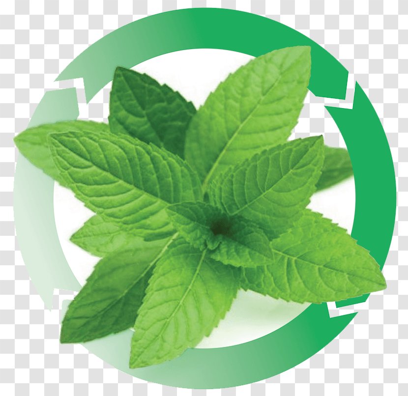 Peppermint Mentha Spicata Herbalism Aloe Vera - Leaf - Plant Transparent PNG