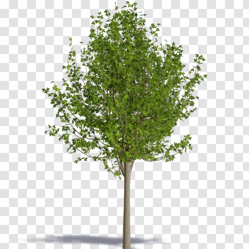 Tree Royalty-free - Branch - Acer Negundo Transparent PNG