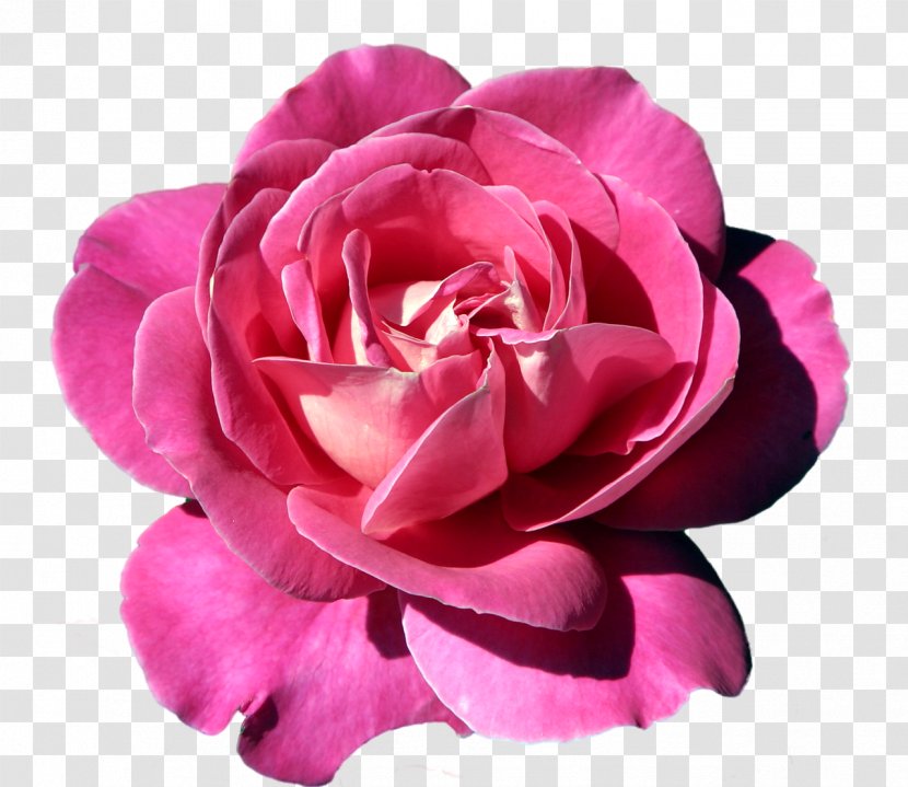 Pink Rose - Petal - Clipart Transparent PNG