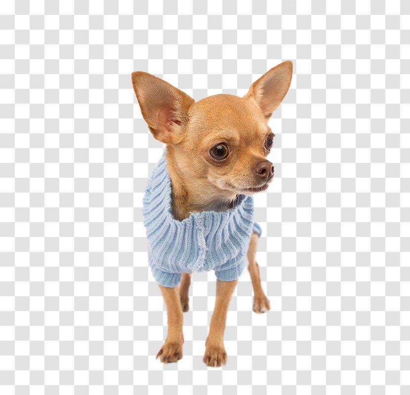 Chihuahua Russkiy Toy Puppy Dog Breed Companion Transparent PNG