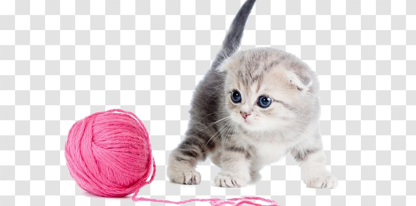 Scottish Fold Kitten Maine Coon Russian Blue Havana Brown - Asian - American Wirehair Transparent PNG