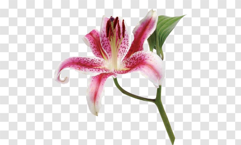 Flower Lilium Plant Stem Petal Lily Of The Incas - Callalily Transparent PNG