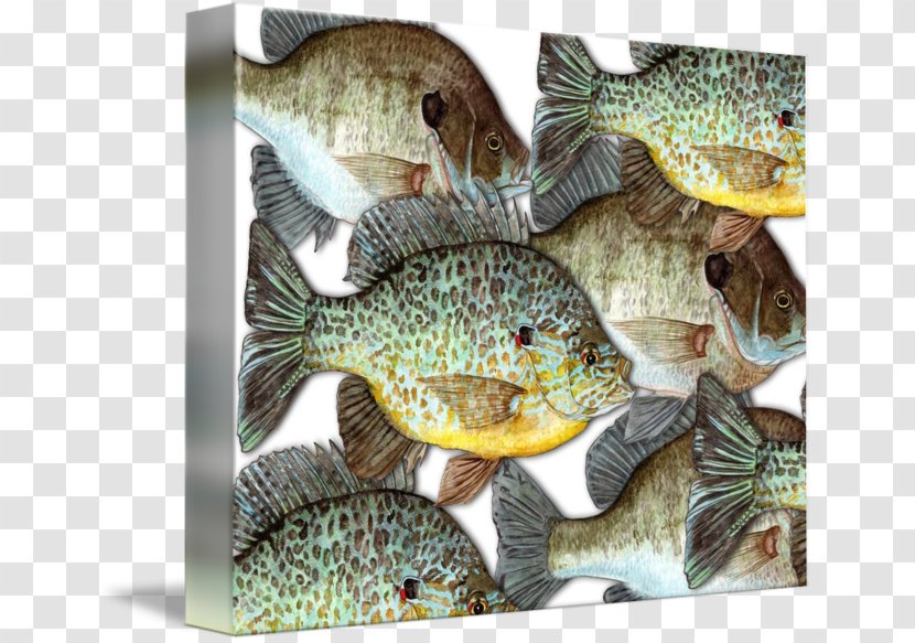 Tilapia Gallery Wrap Canvas Art Printmaking - Printing - School Fish Transparent PNG