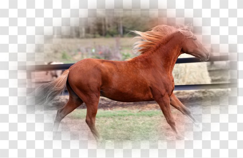 Mane Mustang Stallion Mare Pony - Sorrel Transparent PNG