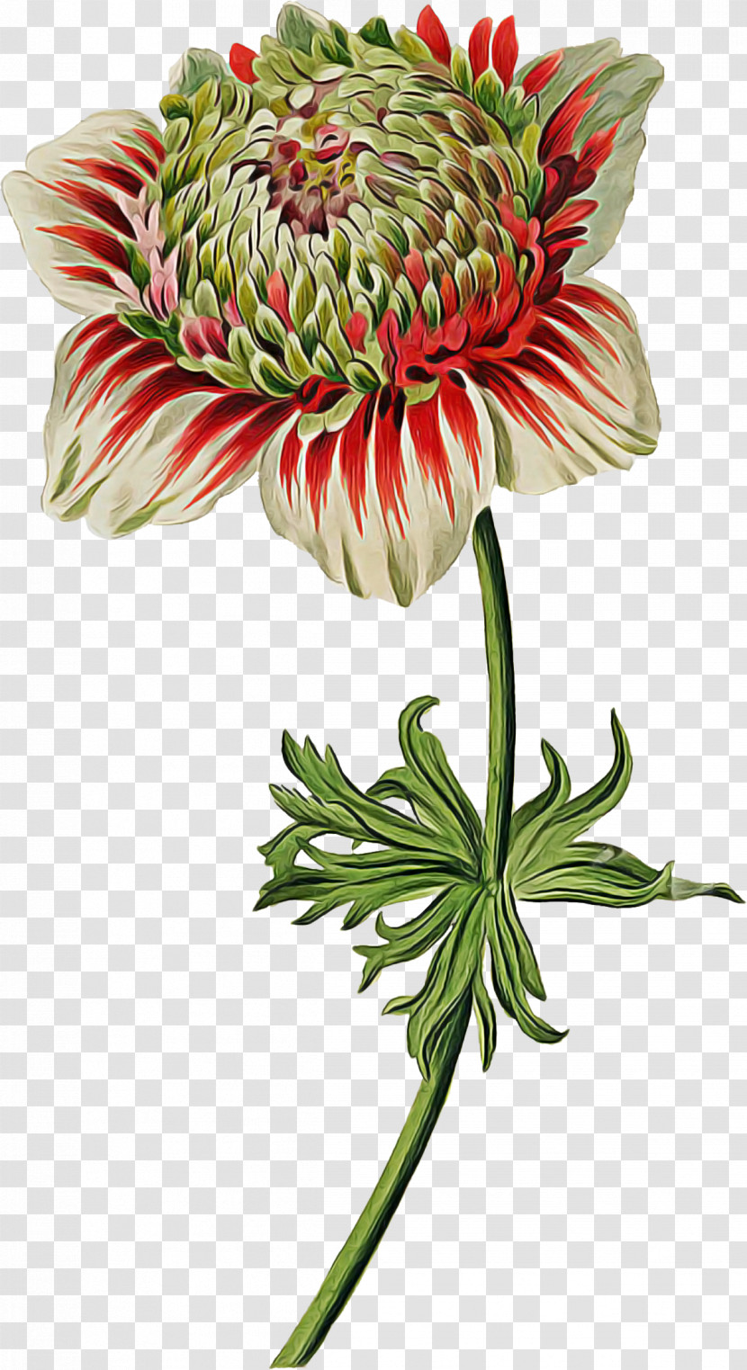 Flower Plant Protea Petal Cut Flowers Transparent PNG