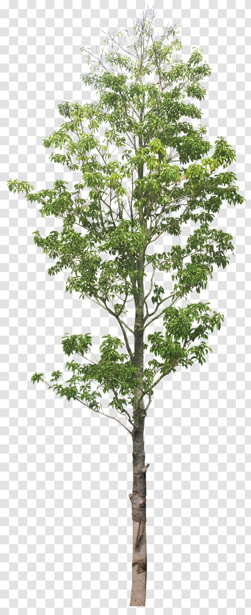 Tree Clip Art Image Tilia Platyphyllos - Flowering Plant Transparent PNG