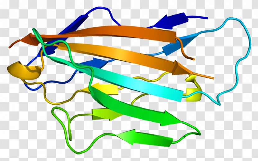 Myelin Protein Zero Peripheral 22 Basic - Glycoprotein Transparent PNG