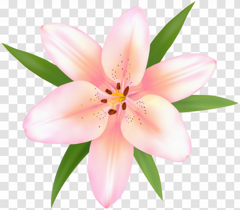 Image Resolution Clip Art - Lily - Alstroemeria Flower Transparent PNG