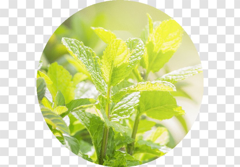 Peppermint Essential Oil Herb Common Sage - Herbaceous Plant - Pepermint Transparent PNG