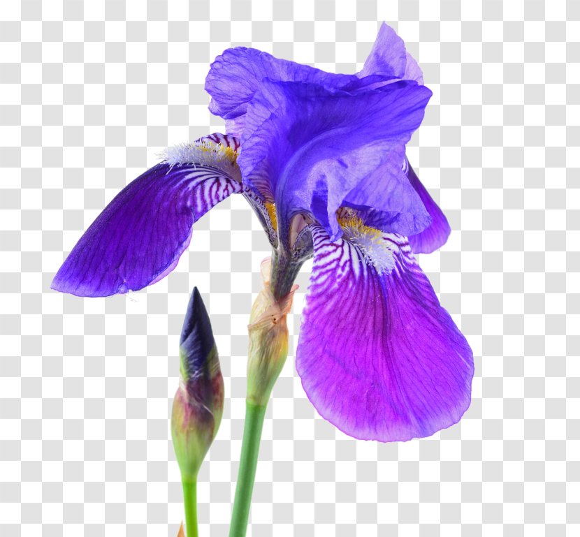 Northern Blue Flag Orris Root Iris Croatica Stock Photography - Viola Transparent PNG