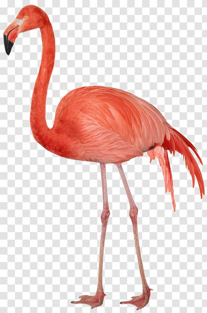 Bird Clip Art - Flamingo - Free Image Transparent PNG