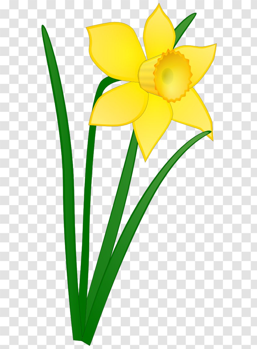 Daffodil Free Content Clip Art - Scalable Vector Graphics - Cartoon Transparent PNG