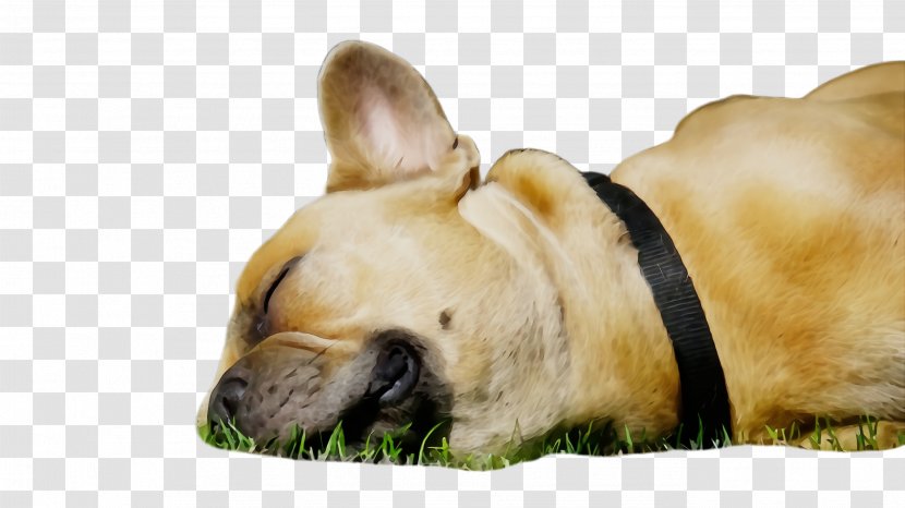 French Bulldog - Grass - Fawn Transparent PNG