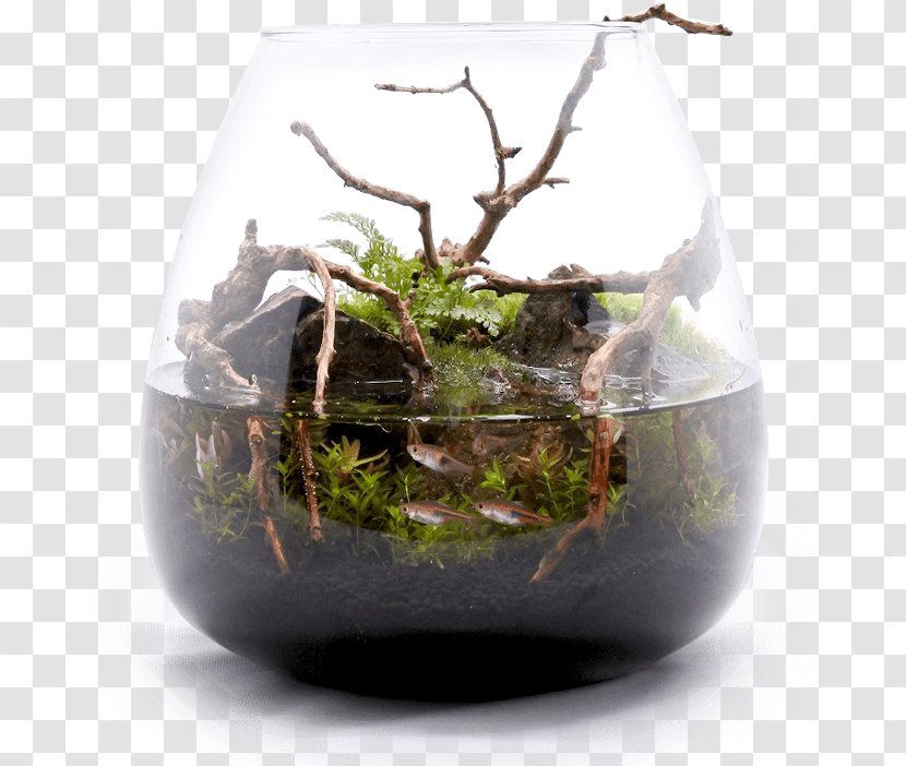 Houseplant 苔(コケ)のインテリア コケリウム Akwaterrarium - Terrarium - Koke Transparent PNG