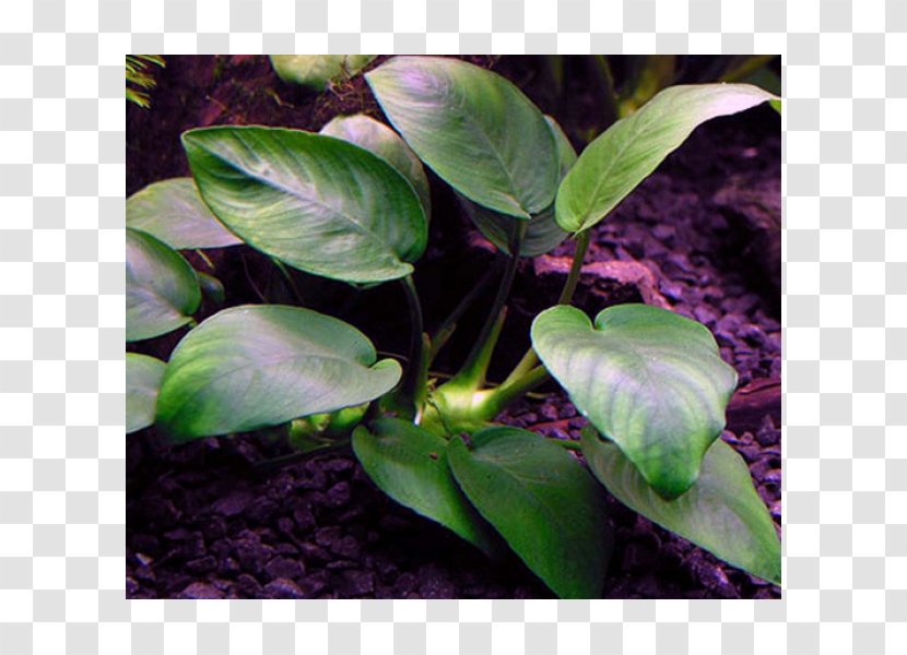 Anubias Barteri Var. Nana Aquariums Aquatic Plants Afzelii - Herb - Plant Transparent PNG