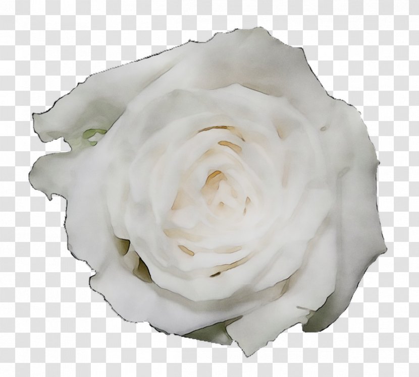 Garden Roses Cabbage Rose Petal Cut Flowers - Gardenia Transparent PNG