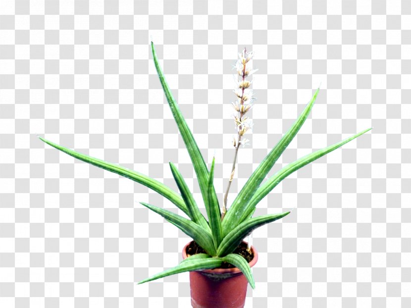 Aloe Sansevieria Embryophyta Succulent Plant Cactaceae - Ehrenbergii Transparent PNG