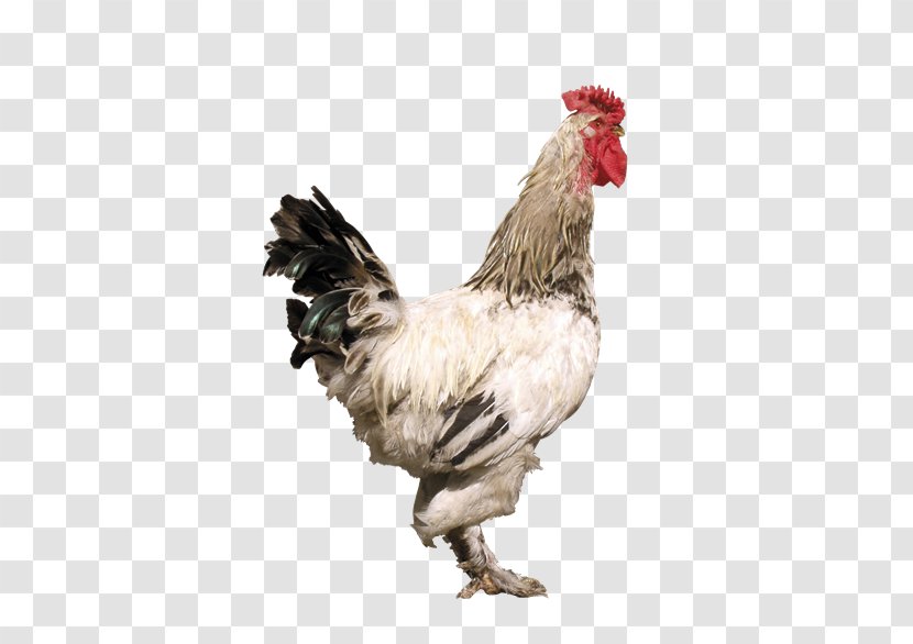 Rooster Denizli Chicken Hồ - Galliformes Transparent PNG