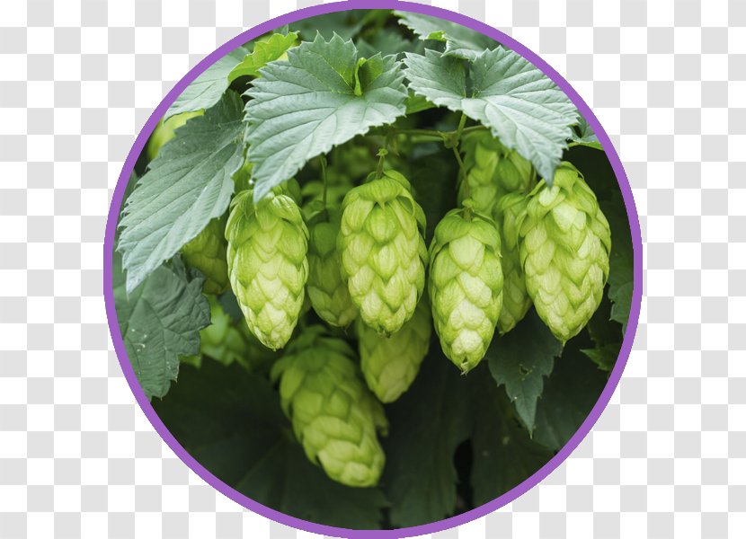 Hops Beer Brewing Grains & Malts Common Hop Plant Transparent PNG