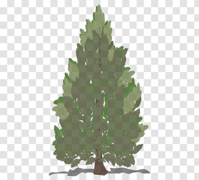 Balsam Fir White Pine Shortleaf Black Spruce Yellow Colorado - Jack - Oregon Transparent PNG