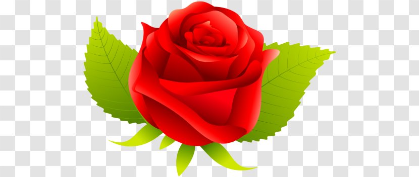 Garden Roses Cabbage Rose Cut Flowers Petal Desktop Wallpaper - Order Transparent PNG