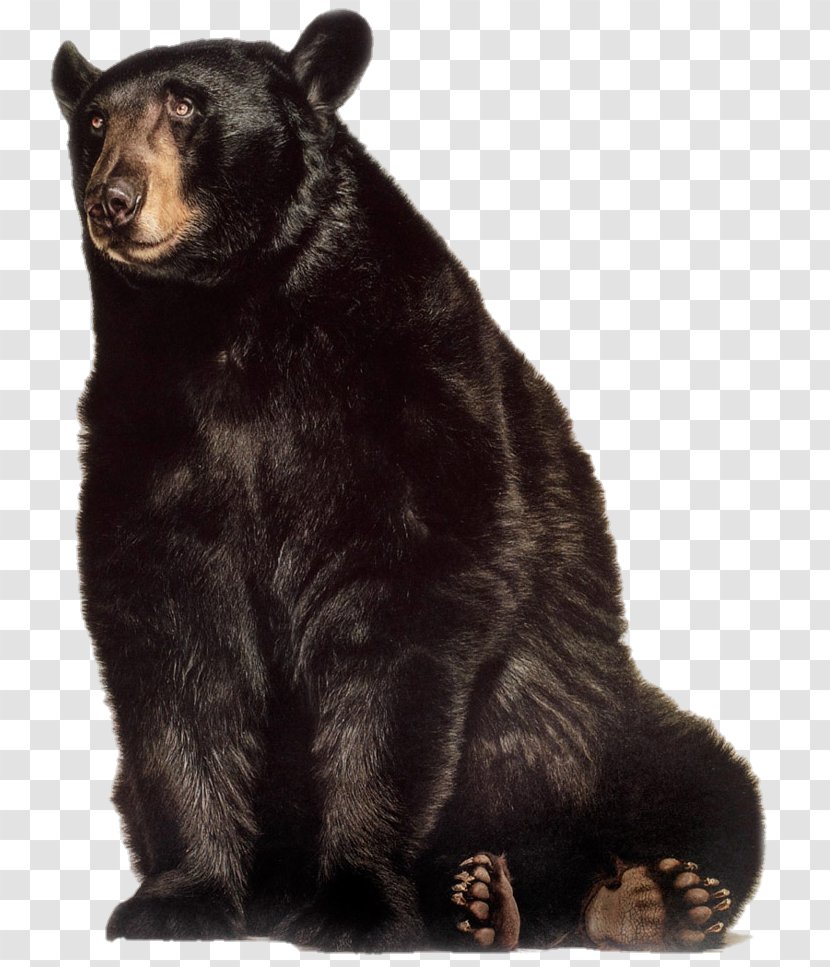 Grizzly Bear American Black Gorilla Animal Transparent PNG
