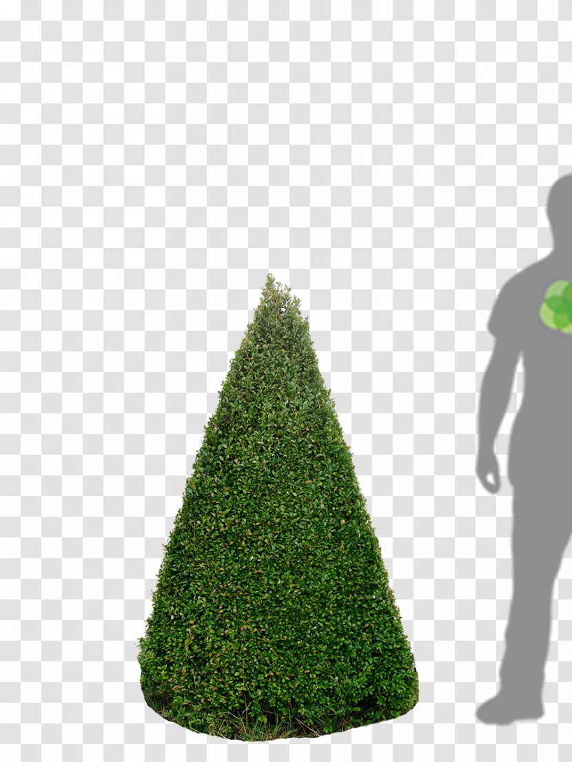 Fir Christmas Tree Spruce Day - Pine Family Transparent PNG