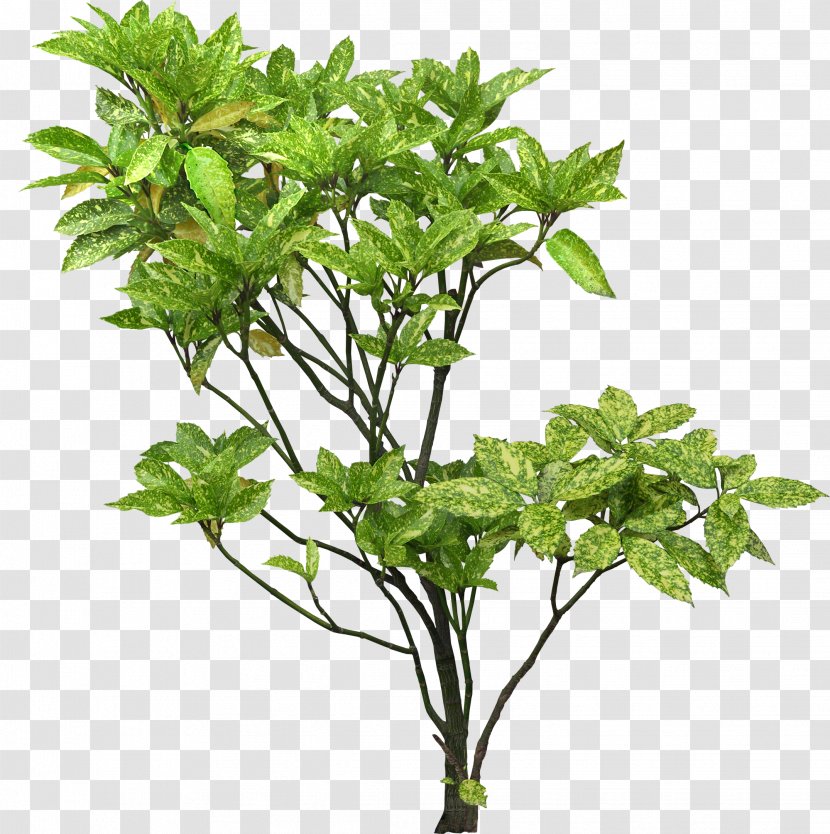 Tree Plant Shrub Branch Aucuba Japonica - Houseplant Transparent PNG