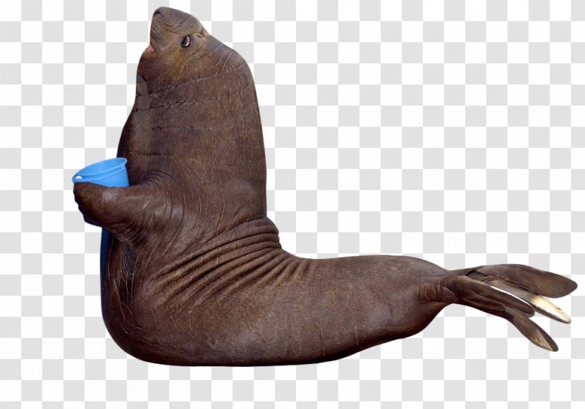 Sea Lion Walrus Southern Elephant Seal Harbor Harp - Earless - Todd Howard Face Transparent PNG