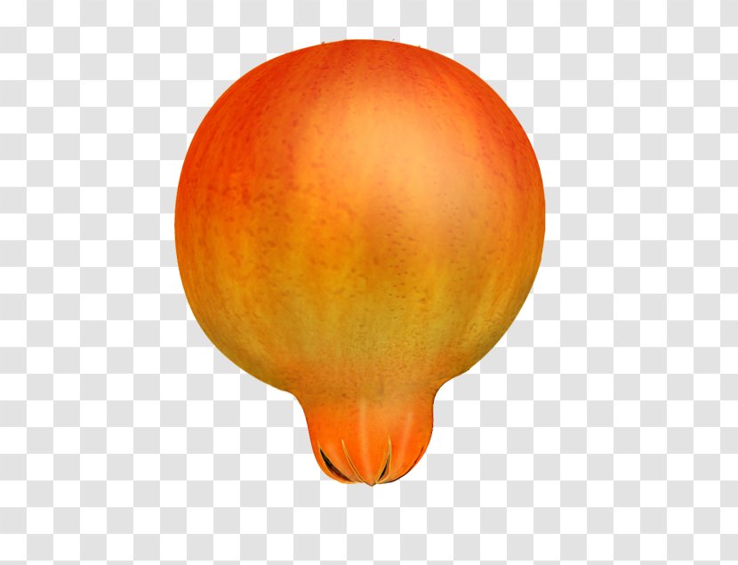 Pomegranate - Cucurbita - Orange Transparent PNG