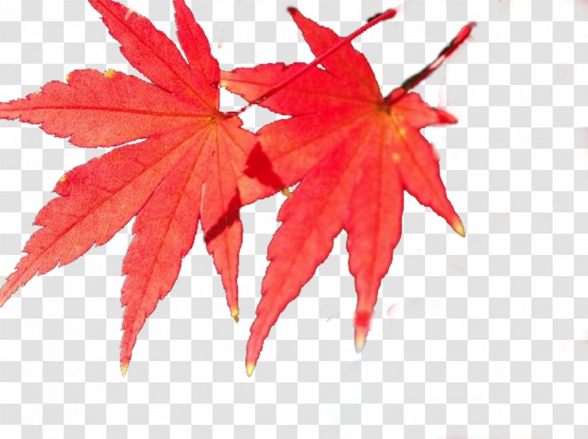 Maple Leaf - Tree - Red Transparent PNG