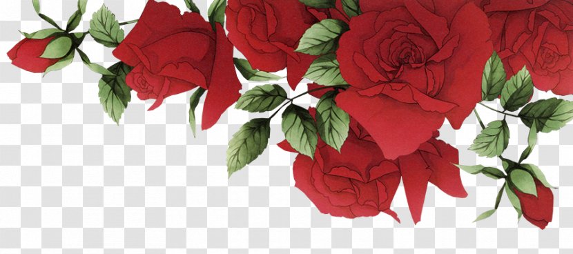 Garden Roses Beach Rose Red Flower - Romantic Border Transparent PNG