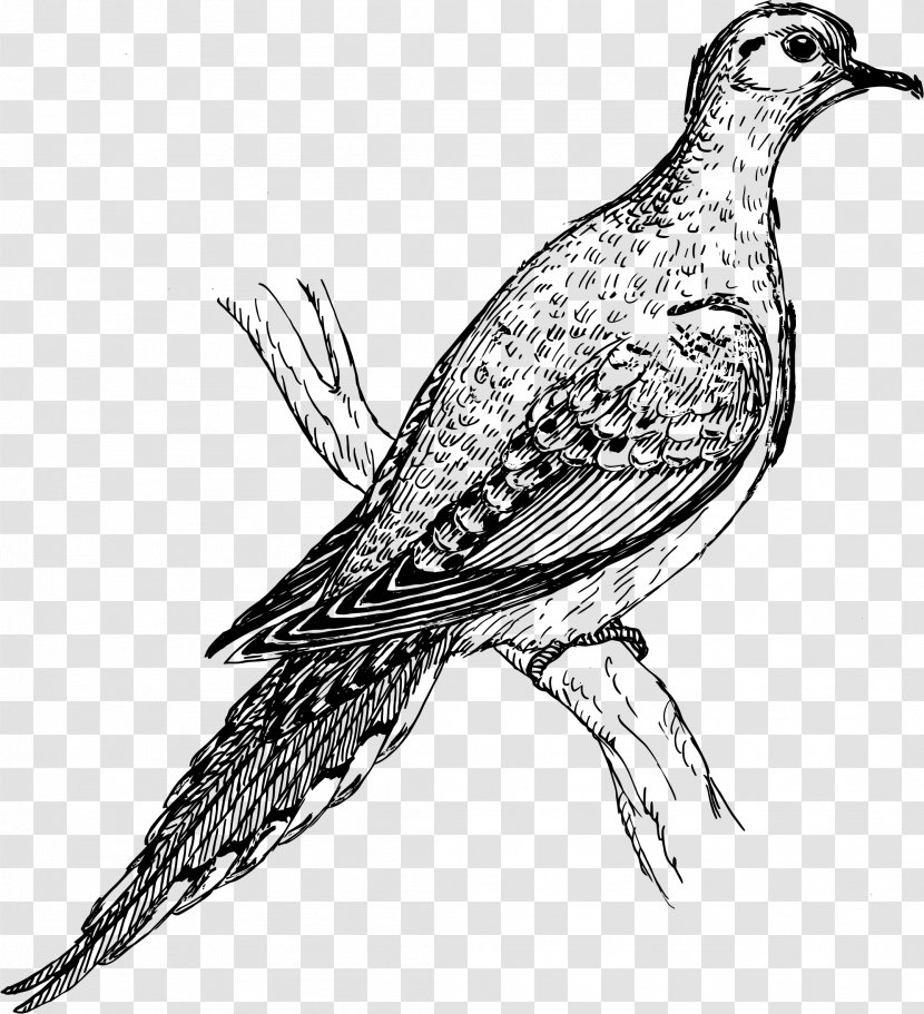 Columbidae Beak Bird Clip Art - Line - Turtle Dove Transparent PNG