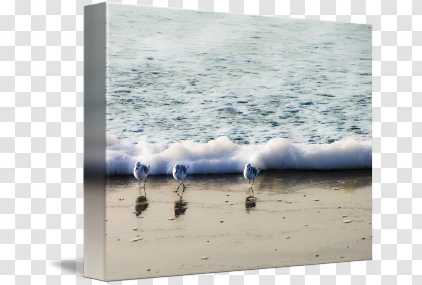 Seabird Picture Frames Gallery Wrap Three Little Birds - Stock Photography - Bird Transparent PNG