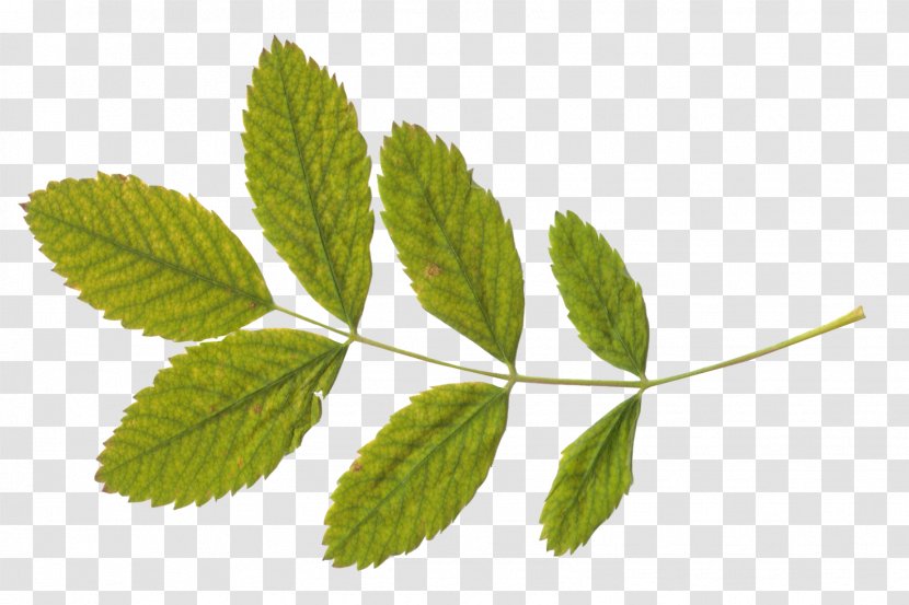 Green Tea Leaf - Herb - Leaves Transparent PNG