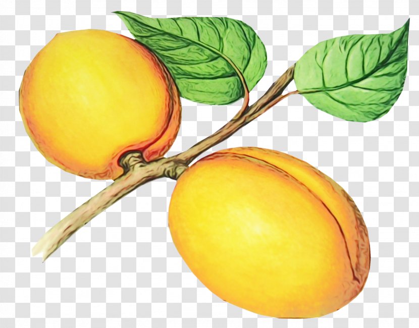 European Plum Fruit Plant Yellow Food - Apricot Peach Transparent PNG