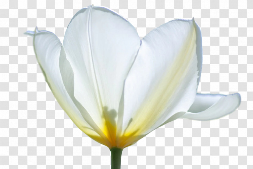 Plant Stem Tulip Lilies Petal Meter Transparent PNG