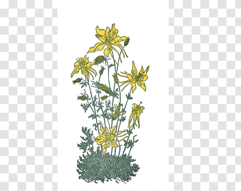 Chrysanthemum North Bay Records Wirtualna Polska Roman Chamomile Flora - Chamaemelum Nobile Transparent PNG